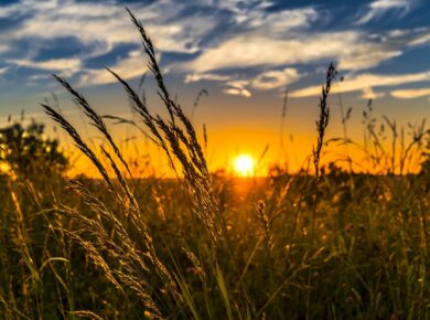 Esonero contributivo per coltivatori diretti e imprenditori agricoli, immagine in evidenza